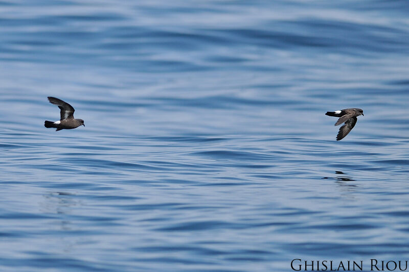 European Storm Petrel