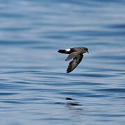 European Storm Petrel