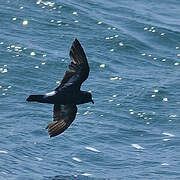 European Storm Petrel