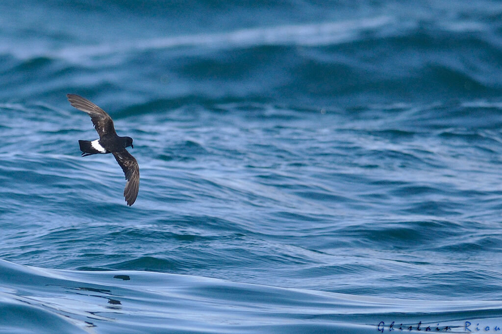 European Storm Petrel