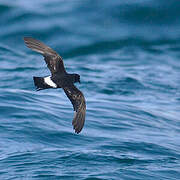 European Storm Petrel