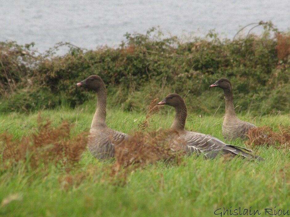 Pink-footed Goose