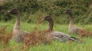 Pink-footed Goose