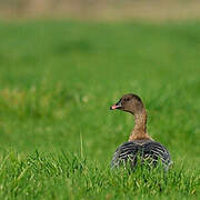 Pink-footed Goose