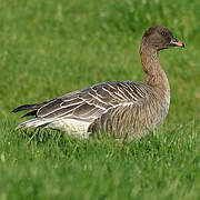 Pink-footed Goose