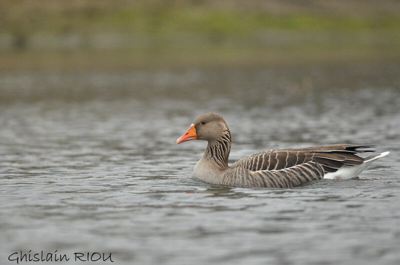 Greylag Gooseadult