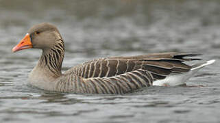 Greylag Goose