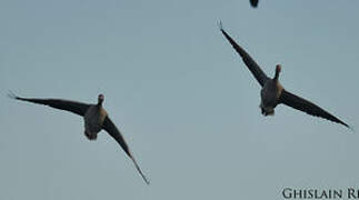 Greylag Goose