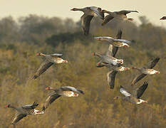 Greylag Goose