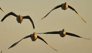 Greylag Goose