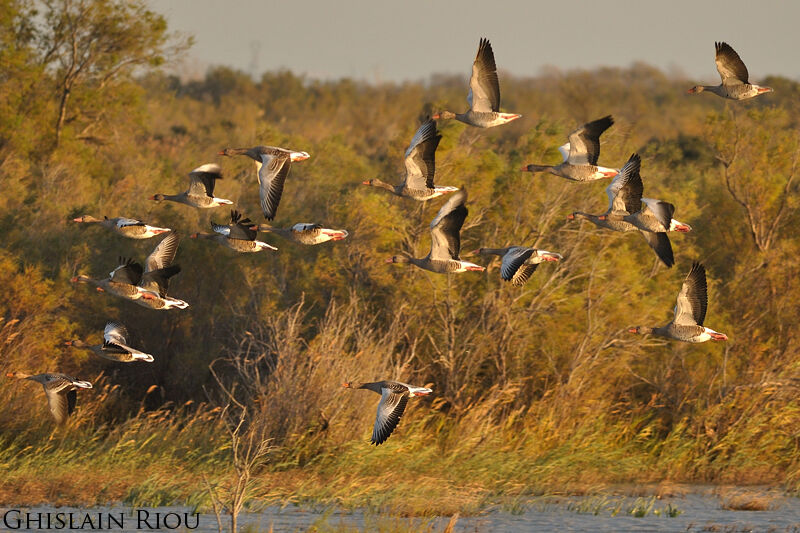 Greylag Goose