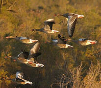 Greylag Goose