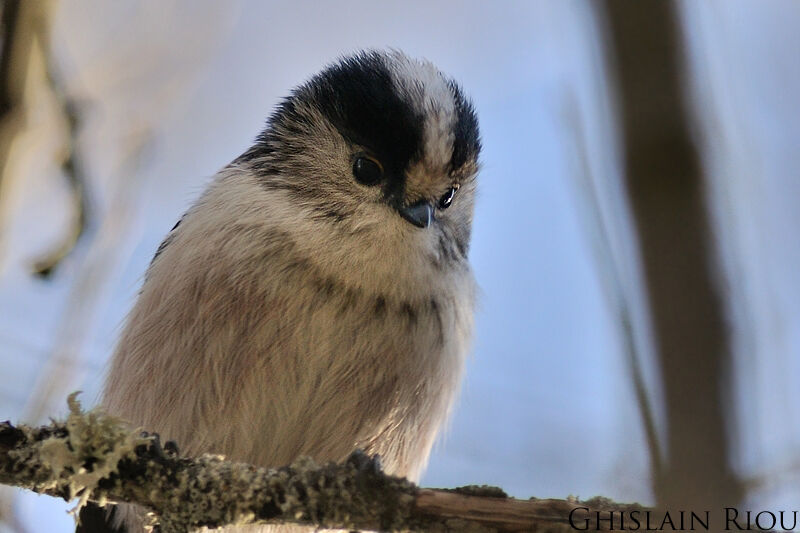 Long-tailed Tit, close-up portrait