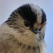 Long-tailed Tit