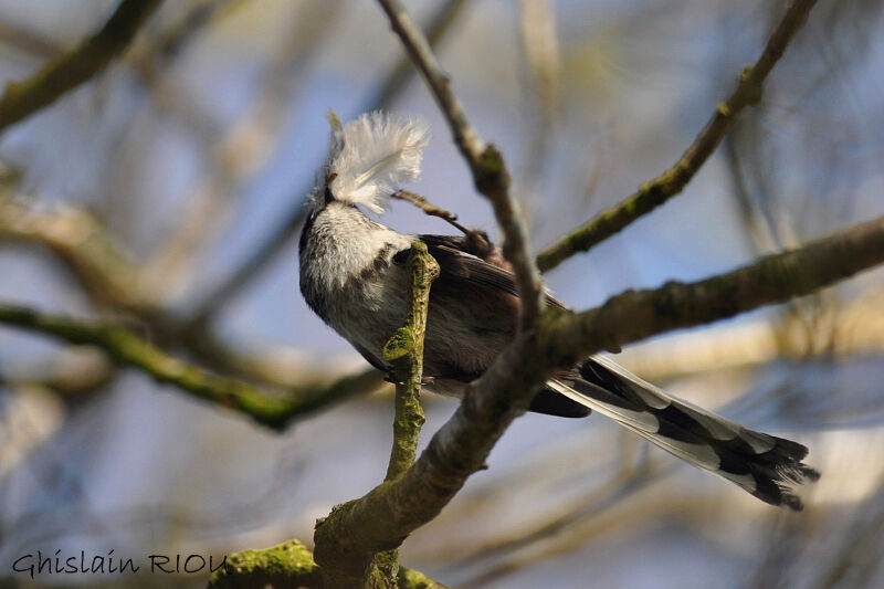 Long-tailed Tit