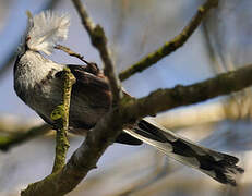 Long-tailed Tit