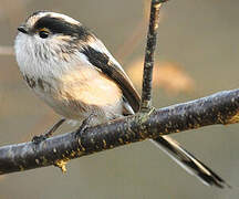 Long-tailed Tit