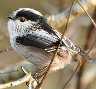 Long-tailed Tit