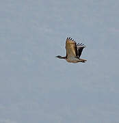 Great Bustard