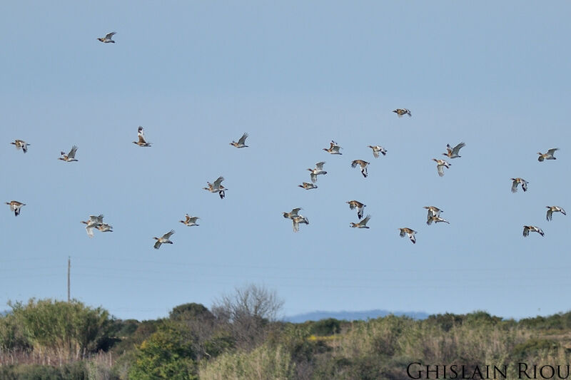 Little Bustard