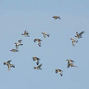 Little Bustard