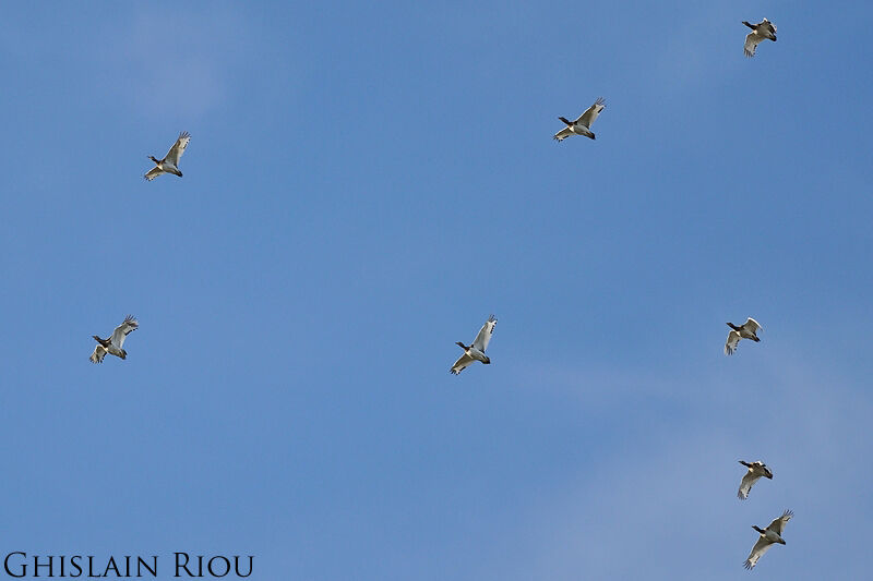 Little Bustard