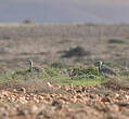 Outarde houbara