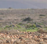 Outarde houbara