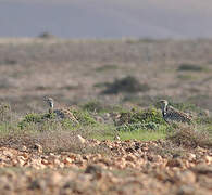 Outarde houbara