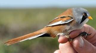 Bearded Reedling