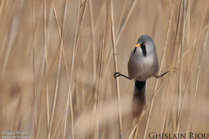 Bearded Reedling male adult, habitat, pigmentation, Behaviour