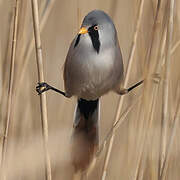 Bearded Reedling