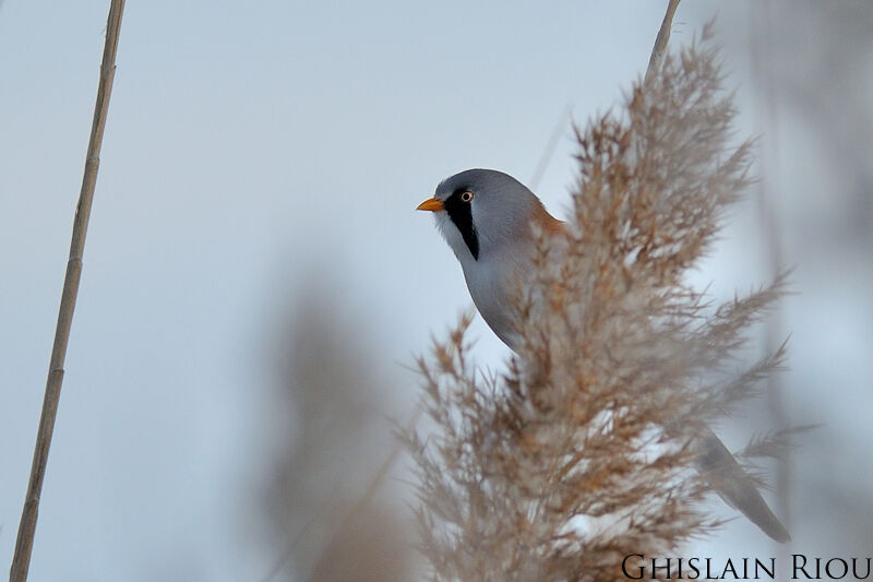 Bearded Reedling male adult, habitat, pigmentation