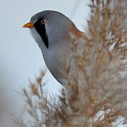 Bearded Reedling