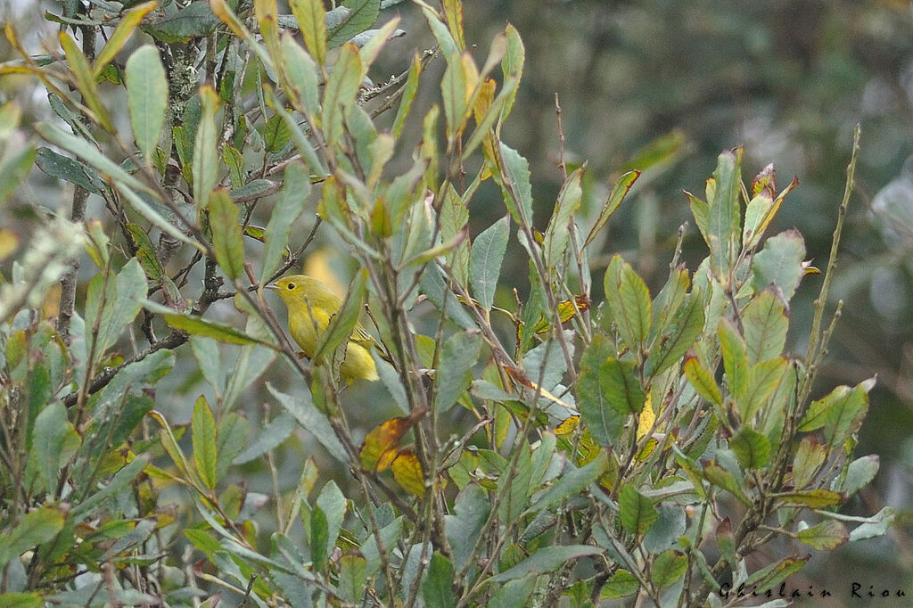 Paruline jaune