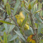 American Yellow Warbler