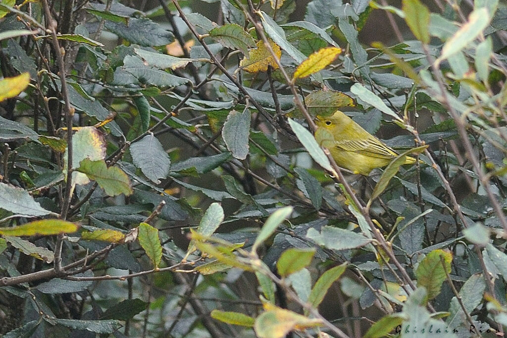 Paruline jaune