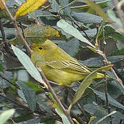 American Yellow Warbler