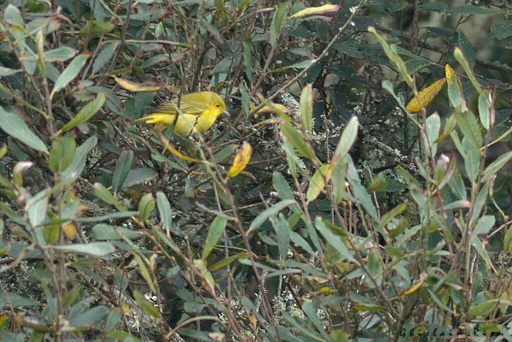 American Yellow Warbler