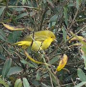 American Yellow Warbler