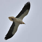 Egyptian Vulture