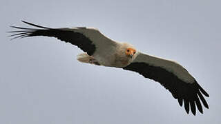 Egyptian Vulture