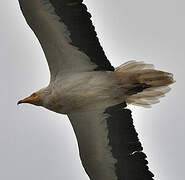 Egyptian Vulture