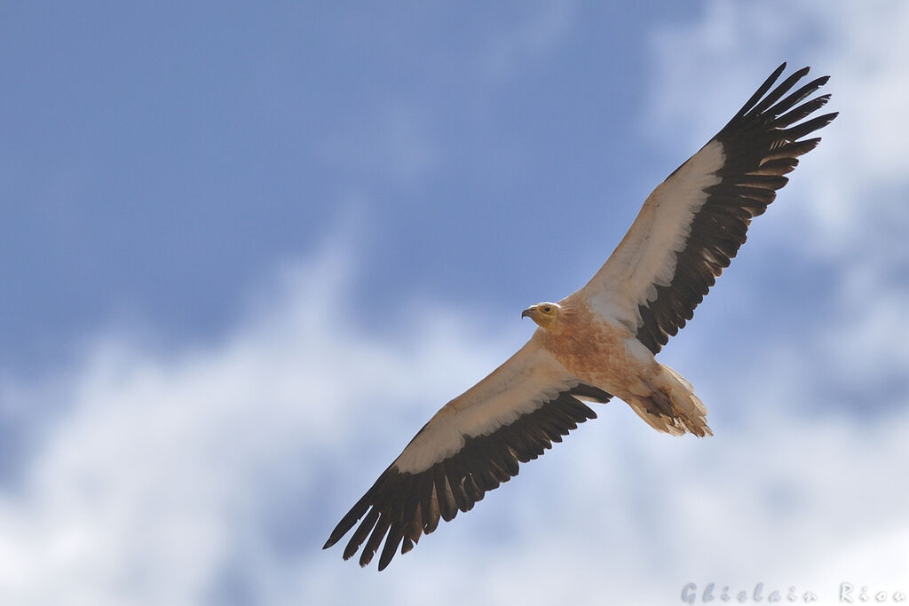 Egyptian Vulture