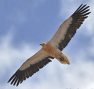 Egyptian Vulture