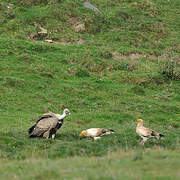 Egyptian Vulture