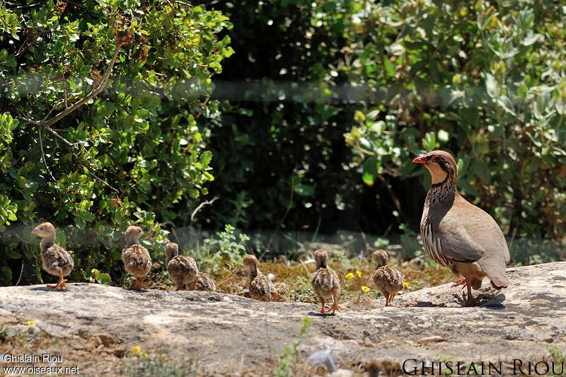 Red-legged Partridge, Reproduction-nesting