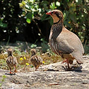 Red-legged Partridge