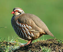 Red-legged Partridge