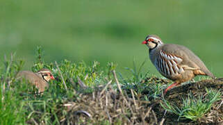 Red-legged Partridge